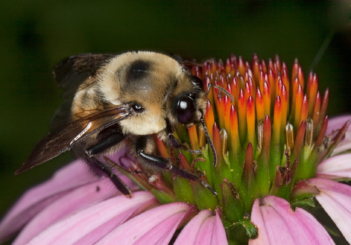 Bombus (Cullumanobombus) griseocollis Apidae