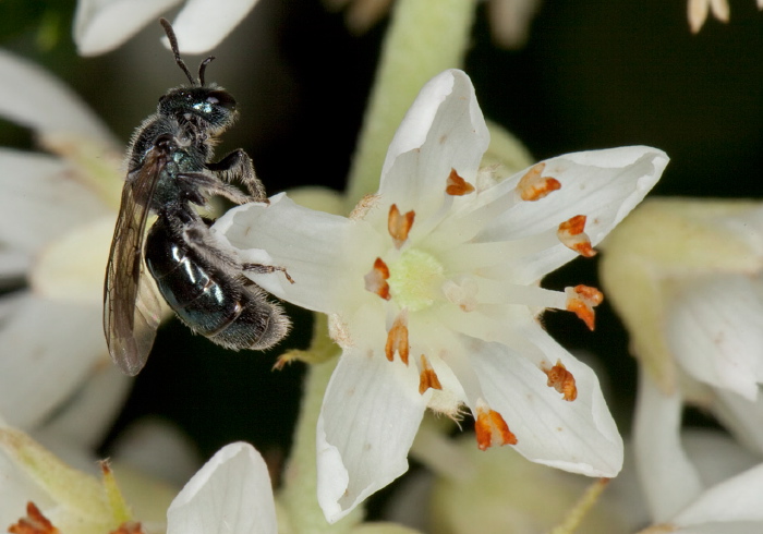 Lasioglossum (Dialictus) coeruleum Halictidae