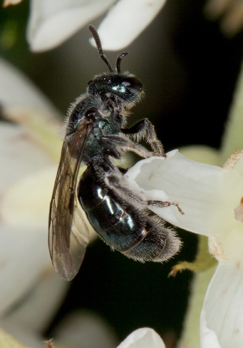 Lasioglossum (Dialictus) coeruleum Halictidae