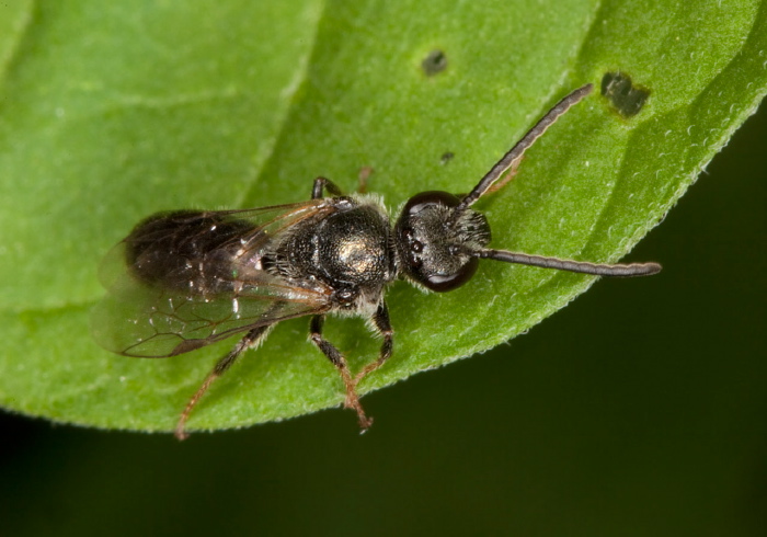 Lasioglossum (Dialictus) sp. Halictidae