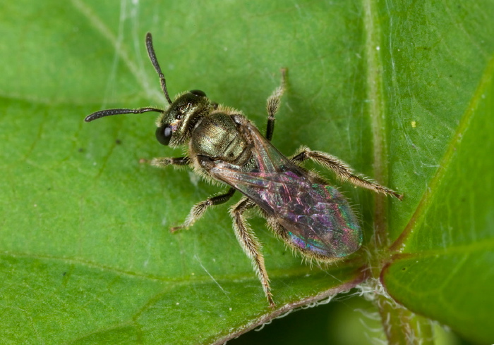 Lasioglossum (Dialictus) sp. Halictidae