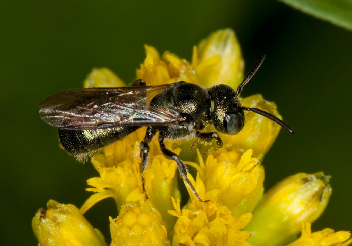 Ceratina (Zadontomerus) calcarata? Apidae