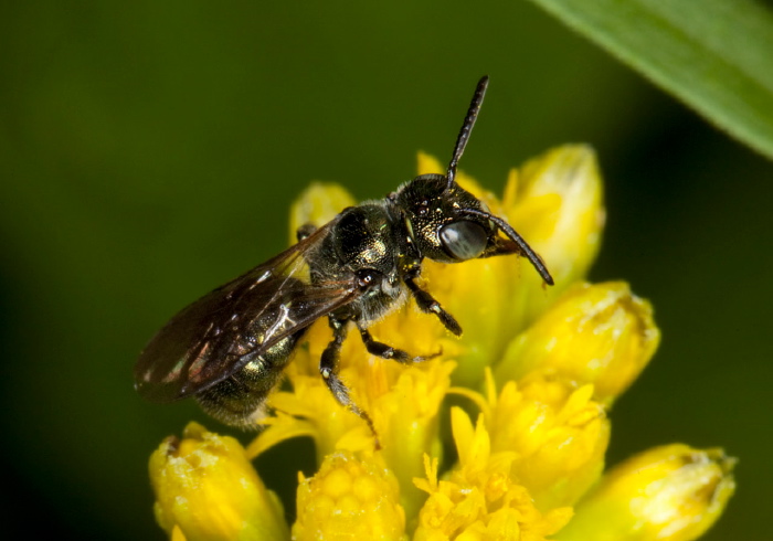 Ceratina (Zadontomerus) calcarata? Apidae