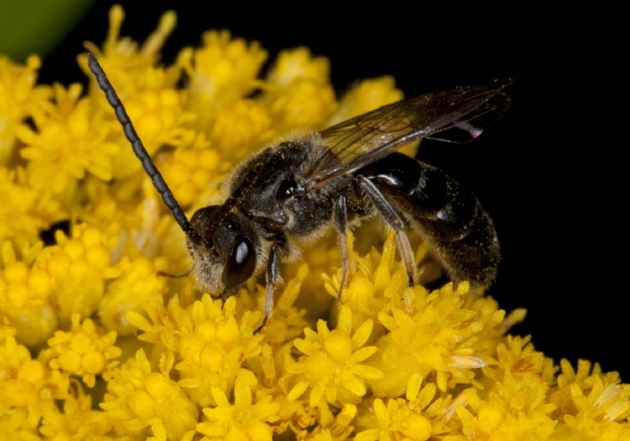 Lasioglossum (Evylaeus sensu lato) cinctipes? Halictidae