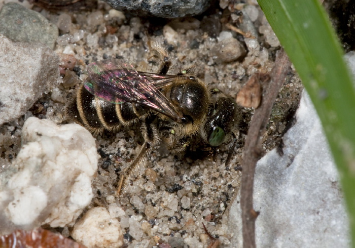 Calliopsis andreniformis Andrenidae