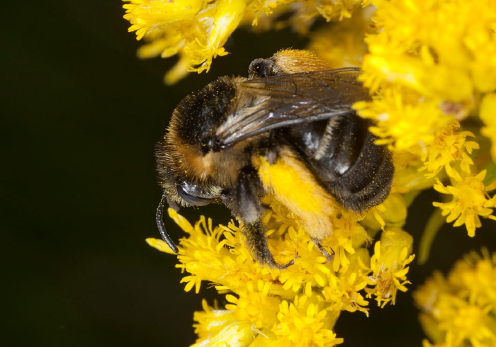 Melissodes druriella Apidae