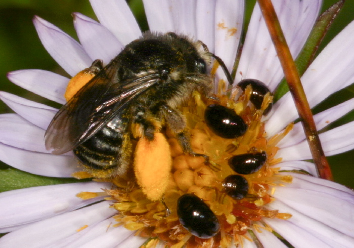 Melissodes (Eumelissodes) illata Apidae