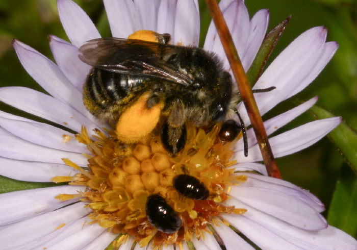 Melissodes (Eumelissodes) illata Apidae