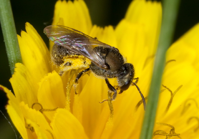 Lasioglossum (Dialictus) coreopsis? Halictidae