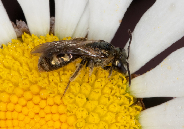 Lasioglossum (Dialictus) zephyrum Halictidae