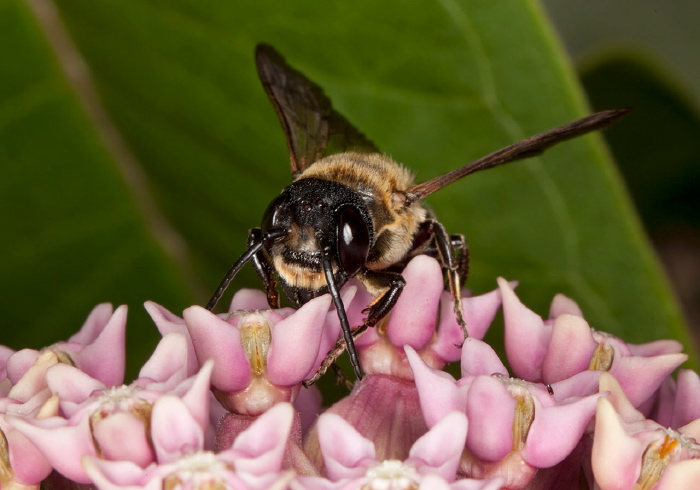 Megachile (Callomegachile) sculpturalis Megachilidae