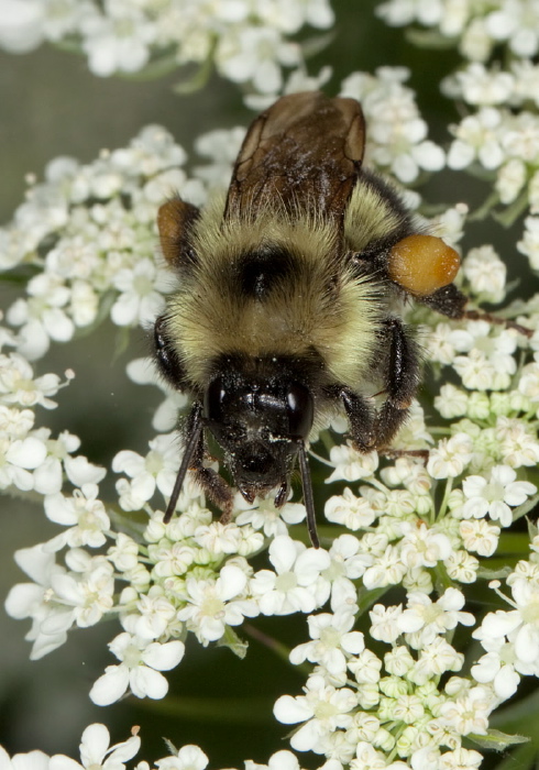 Bombus (Pyrobombus) vagans Apidae