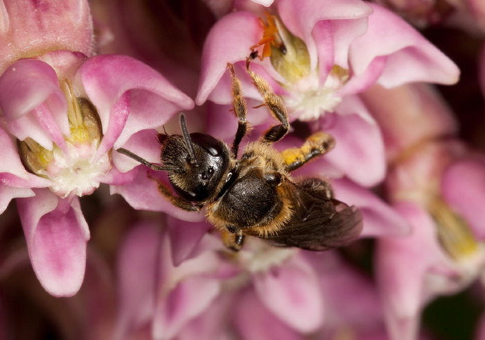 Lasioglossum sp. Halictidae