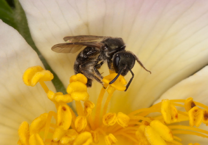 Lasioglossum (Dialictus) sp. Halictidae