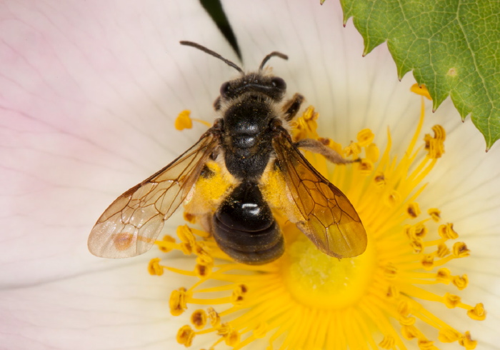 Andrena (Plastandrena) crataegi Andrenidae