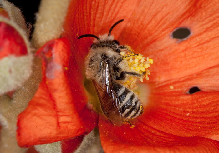 Colletes sp. Colletidae