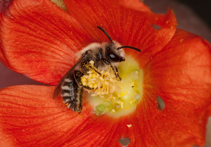 Colletes sp. Colletidae