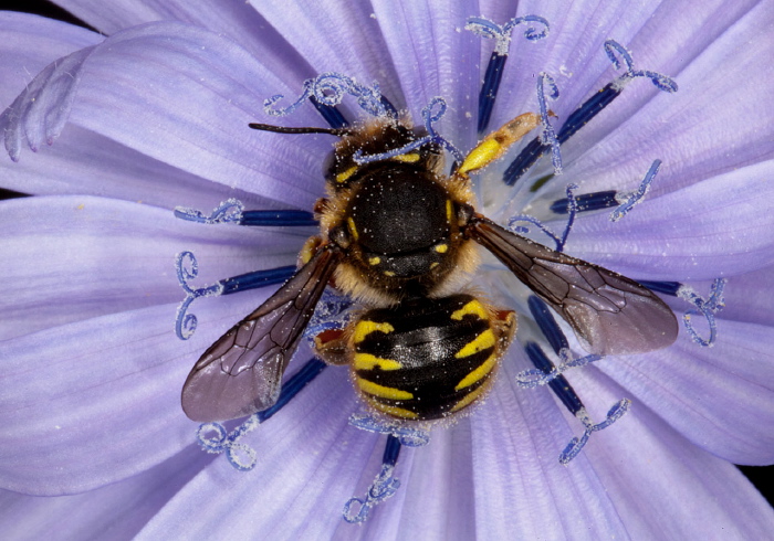 Anthidium manicatum Megachilidae