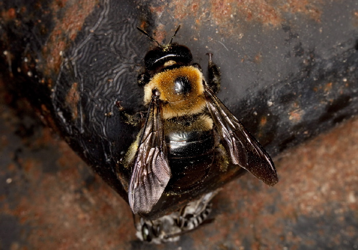 Xylocopa virginica Apidae