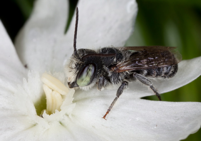 Megachile (Eutricharaea) sp. Megachilidae