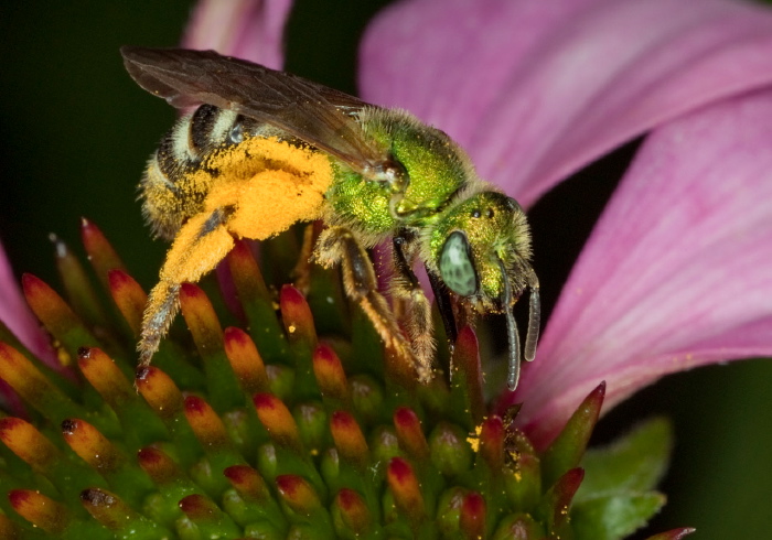 Agapostemon (Agapostemon) virescens Halictidae