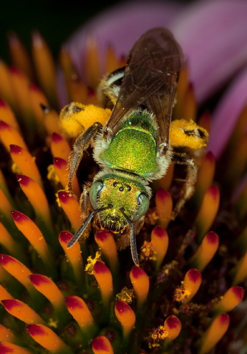 Agapostemon (Agapostemon) virescens Halictidae