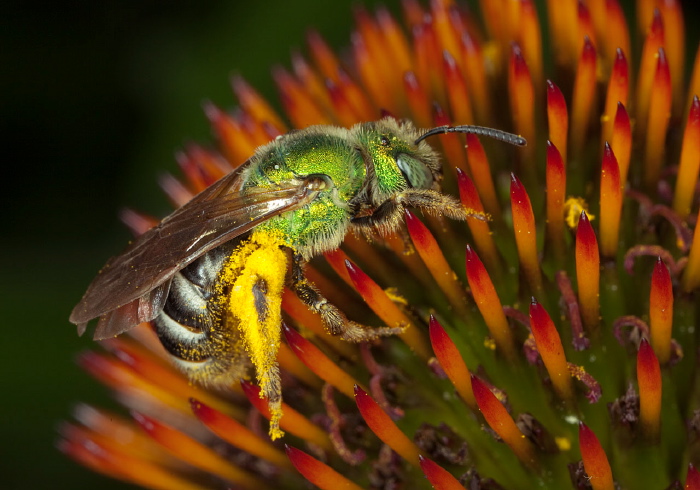 Agapostemon (Agapostemon) virescens Halictidae