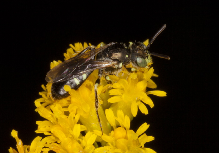 Perdita (Perdita) octomaculata Andrenidae