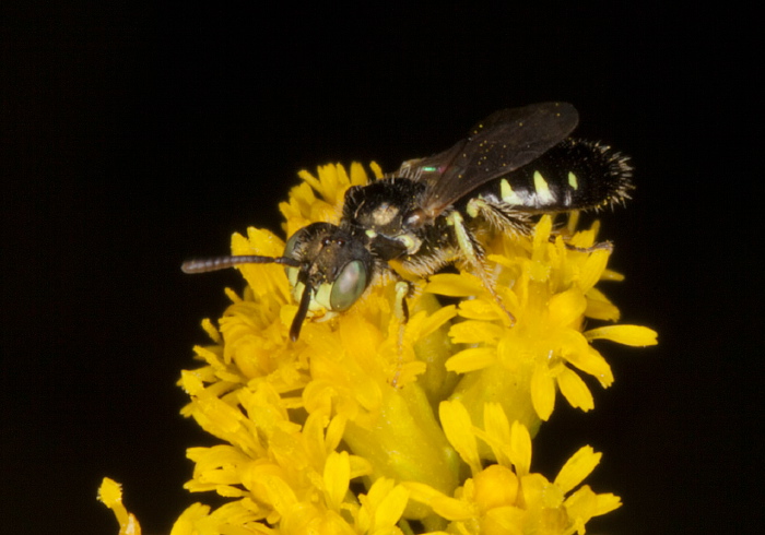 Perdita (Perdita) octomaculata Andrenidae