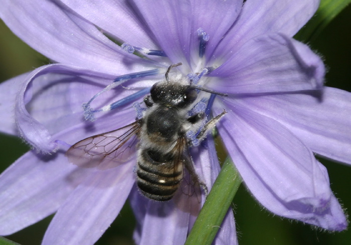 Megachile (Litomegachile) mendica? Megachilidae