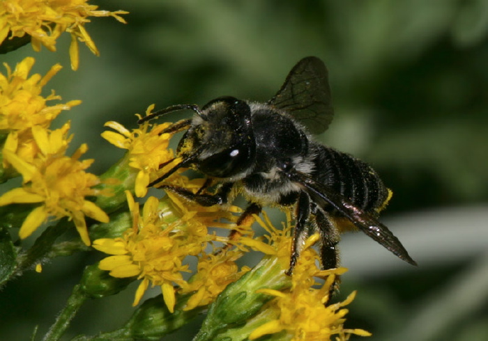 Megachile sp. Megachilidae