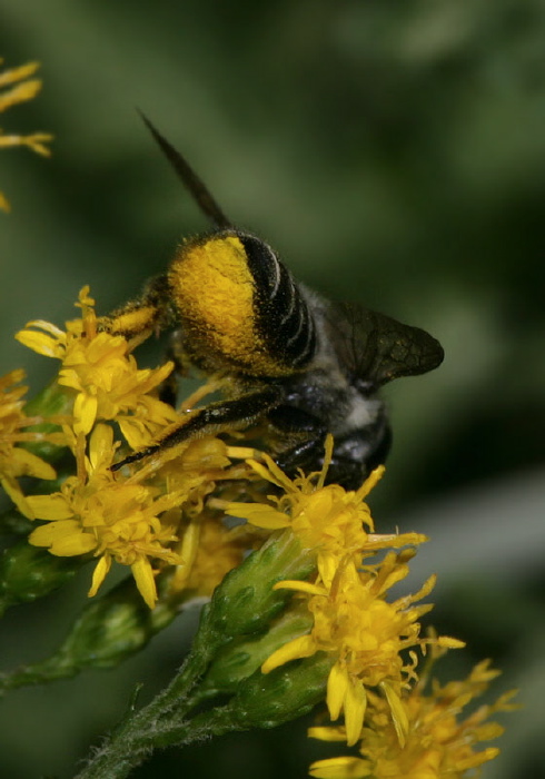 Megachile sp. Megachilidae