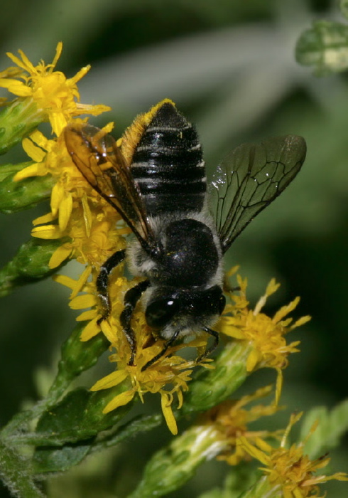 Megachile sp. Megachilidae