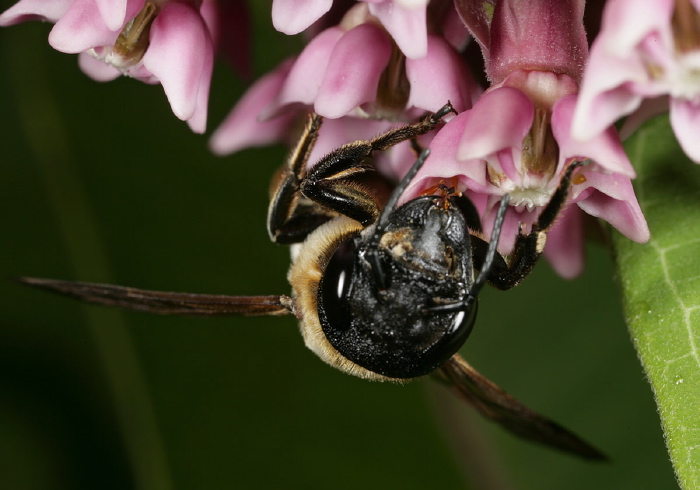 Megachile (Callomegachile) sculpturalis Megachilidae