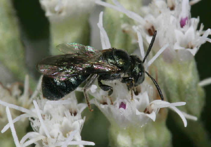 Ceratina (Zadontomerus) sp. Apidae