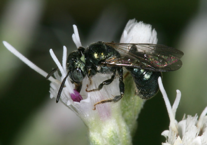 Ceratina (Zadontomerus) sp. Apidae