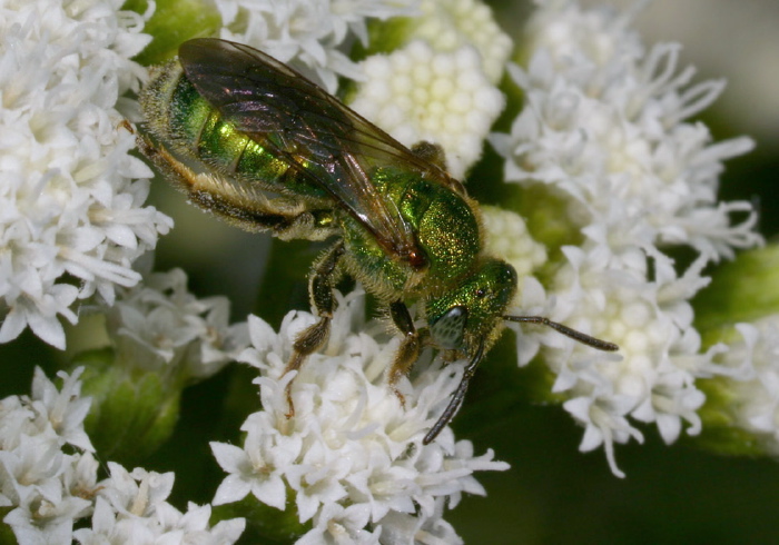 Agapostemon (Agapostemon) sericeus Halictidae