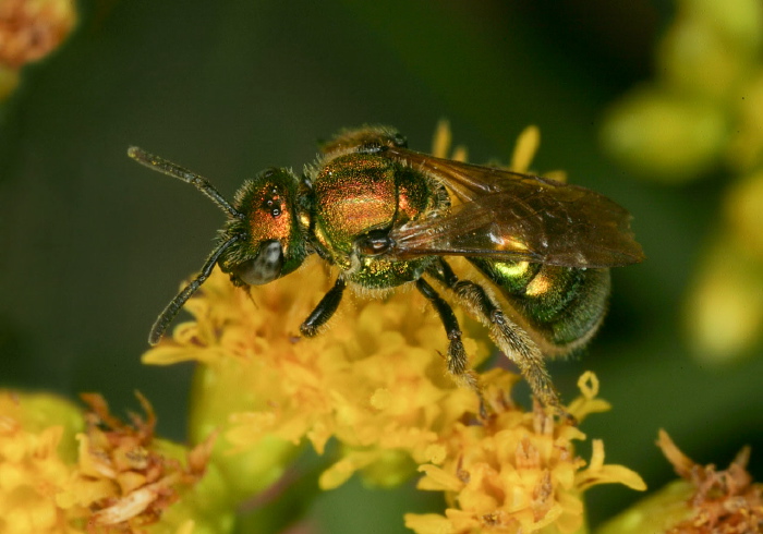 Augochlora pura Halictidae