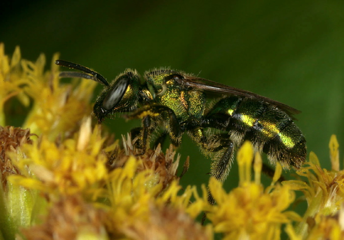 Augochlora pura Halictidae