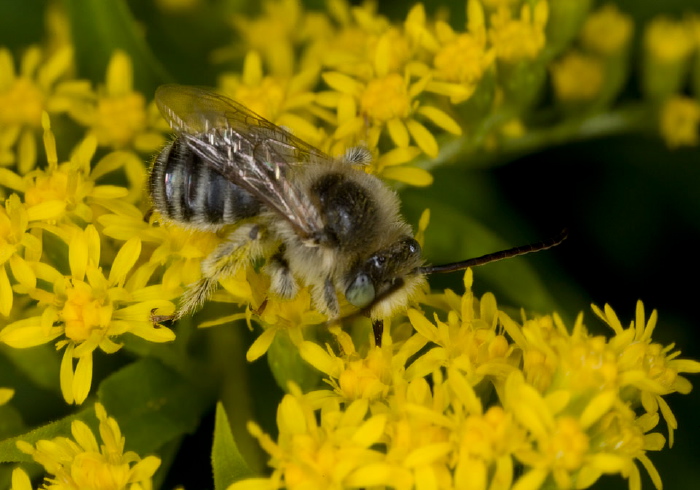 Melissodes (Eumelissodes) druriella Apidae