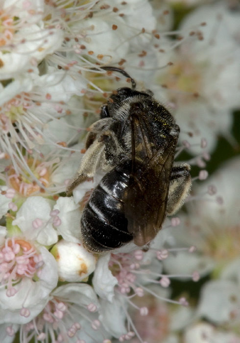 cf. Andrena (Trachandrena) miranda Andrenidae