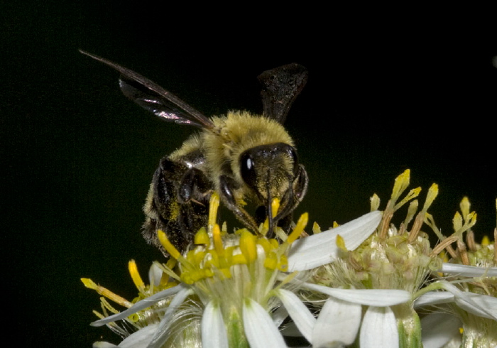 Andrena (Cnemidandrena) hirticincta Andrenidae