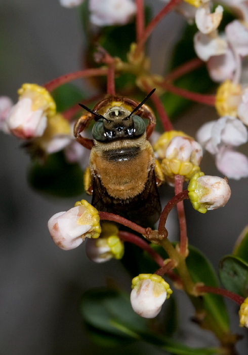 Centris (Centris) errans Apidae