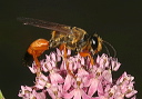 great_golden_digger_wasp012