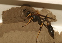 sceliphron_caementarium397
