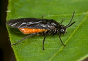 sawfly_1888