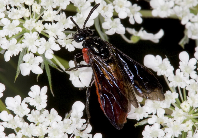 Arge sp. Argidae