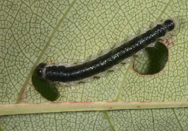 Monophadnoides geniculatus Tenthredinidae