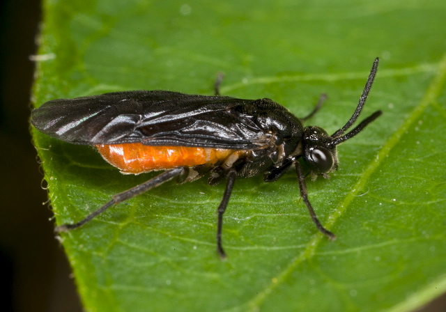   Argidae