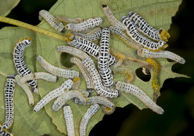 Macremphytus tarsatus Tenthredinidae